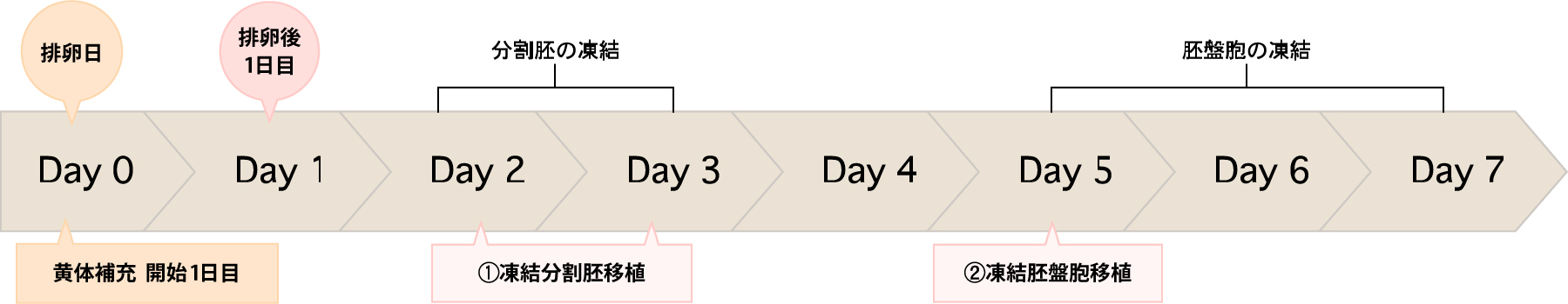 凍結胚盤胞移植の図