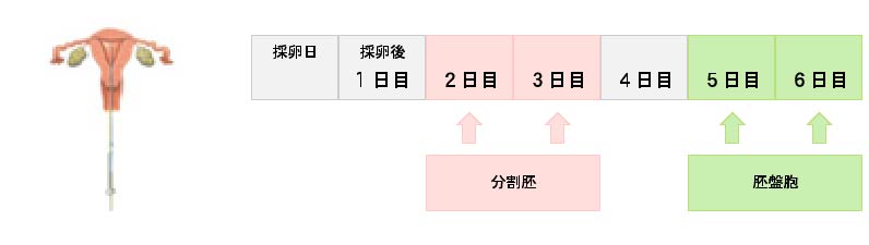 ⑤胚移植の日程図